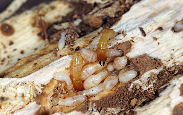Telltale Signs of Termites in Your Home