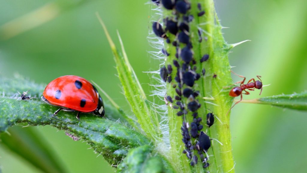 Ladybug