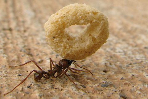 How to Keep Ants Out of Your Home?