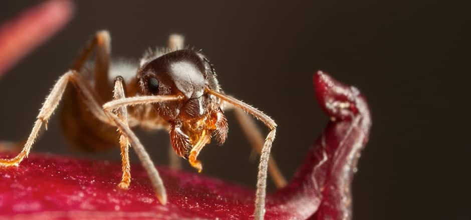 Pharaoh Ant Control and Prevention