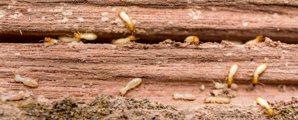 Termites Pest Control