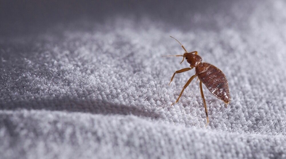 Tips for Bed Bugs in the Office